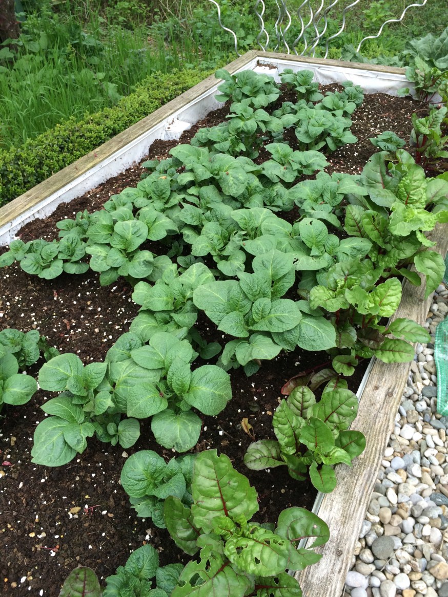 Processed with Rookie